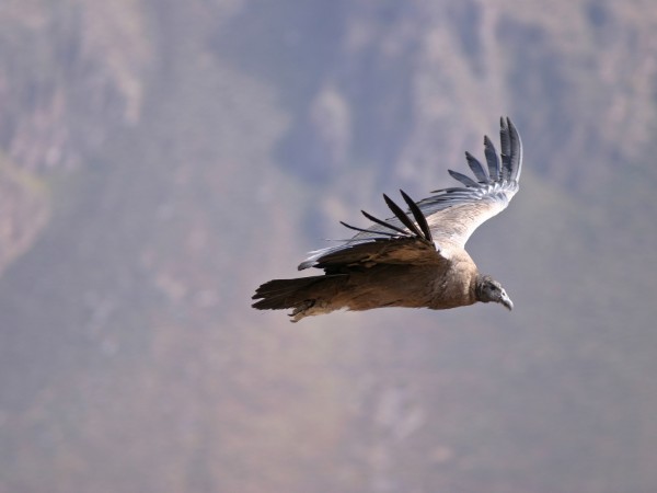 Osservare il volo del Condor andino nel Cañon del Colca