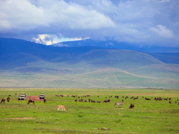 Imbattersi nella fauna locale nella caldera di Ngorongoro