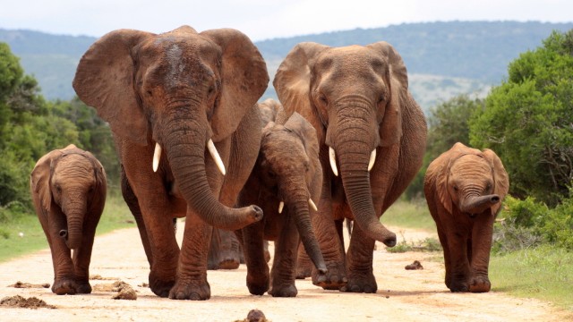 Elefanti Kruger Park | Tour Mozambico