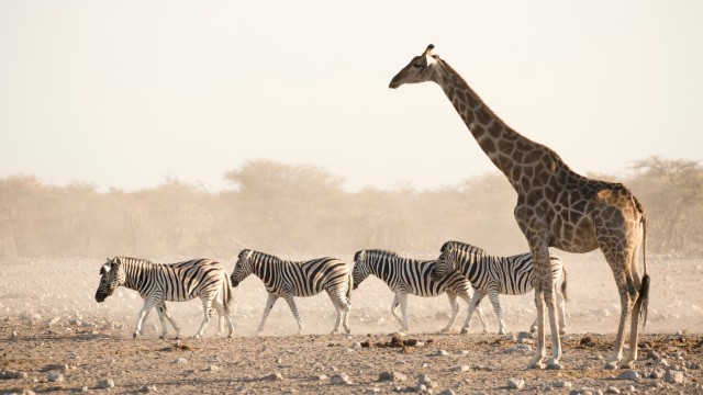 Etosha NP | Tou Sudafrica e Namibia
