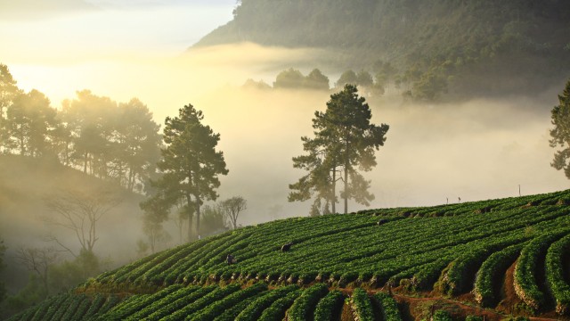 Fang | Tour Thailandia