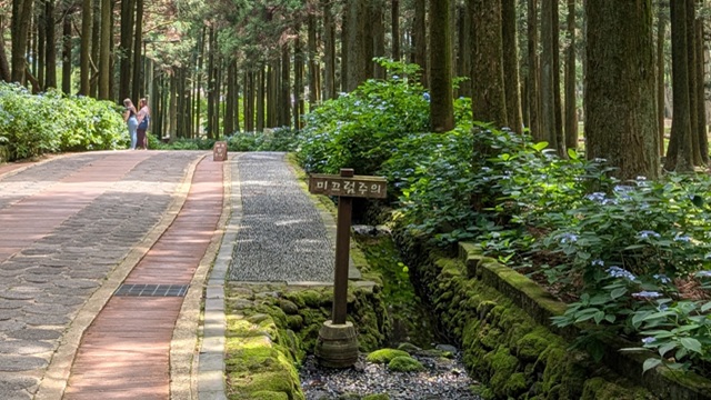 Jeju Hwangsang Gotjawal Forest | Tour Corea del Sud Jeju