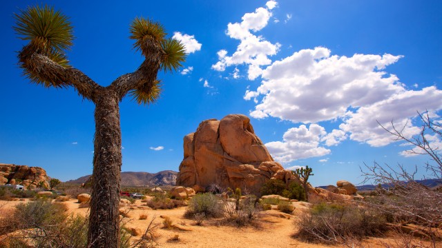 Joshua Tree National Park | Tour California
