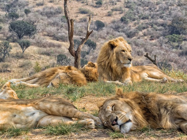 Andare alla scoperta dei “Big 5” nel Kruger National Park