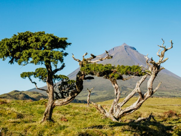 Visitare l'Isola "montagna" di Pico