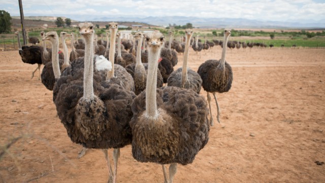 Ostrich Farm | Tour Sudafrica