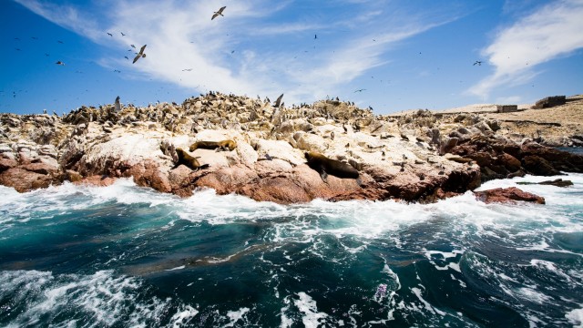 Isole Ballestas | Tour Perù