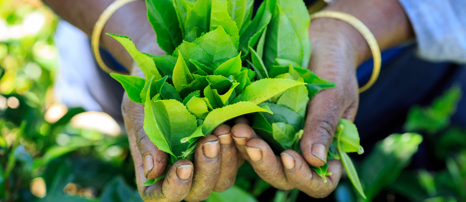Tour Sri Lanka Essential