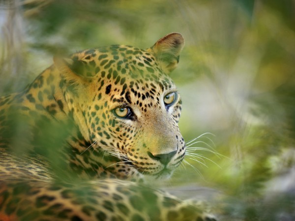 Escursione all’interno del Wilpattu National Park