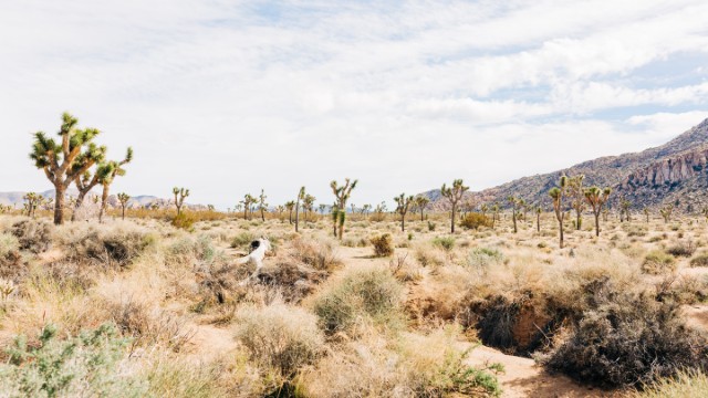 Paesaggio Yucca Valley | Tour California