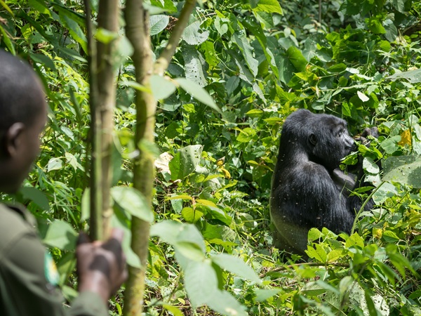 Fare trekking alla ricerca di gorilla e scimmie dorate