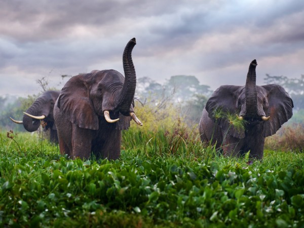 Scovare la fauna africana durante i safari in Uganda