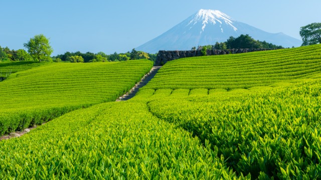 Fuji, Shizuoka | Tour Giappone