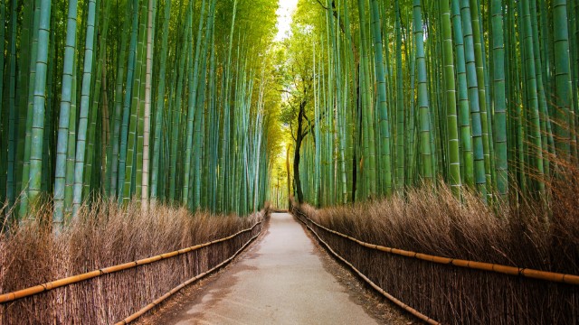 Kyoto, Foresta di Bamboo di Arashiyama | Tour in Giappone