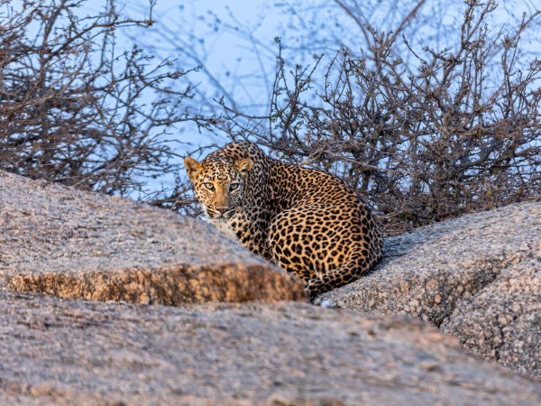 Avvistare il leopardo nella riserva di Jawai