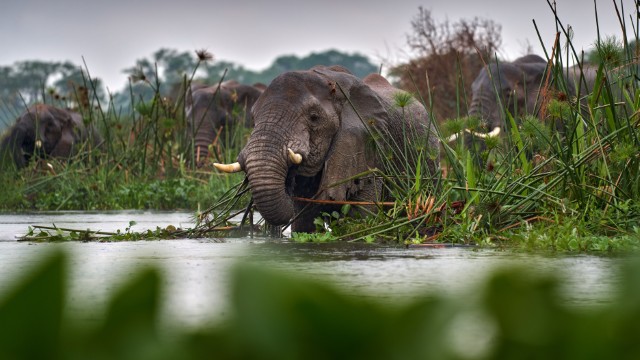 Elefanti al Murchison Falls National Park | Tour Uganda Gorilla