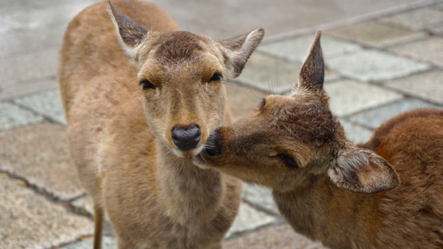 Nara Cervi | Tour Kyushu Giappone