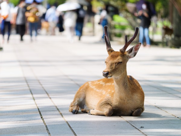 Salutare con un inchino i curiosi cervi di Nara