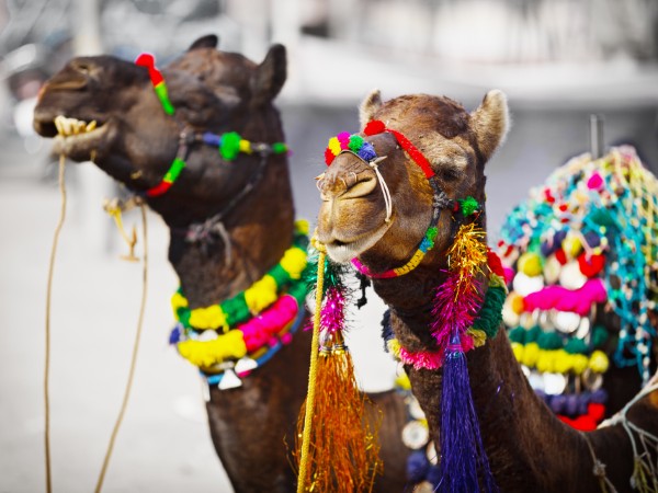 Vivere l’atmosfera autentica della Pushkar Camel Fair