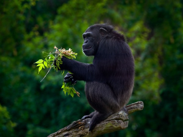 Salutare gli scimpanzé nel Parco Nazionale di Kibale