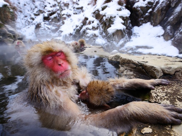 Osservare la quotidianità delle snow monkeys a Jigokudani