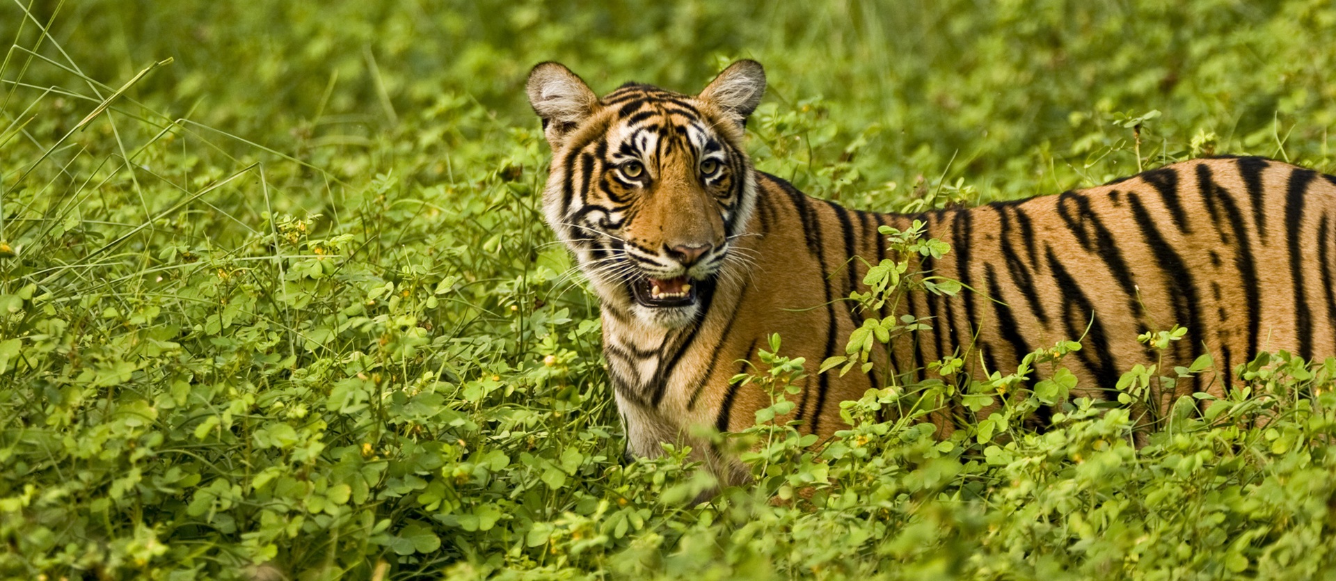 Tour India Rajasthan Special