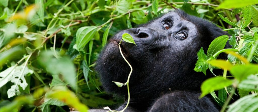 Tour Uganda, alla ricerca dei gorilla
