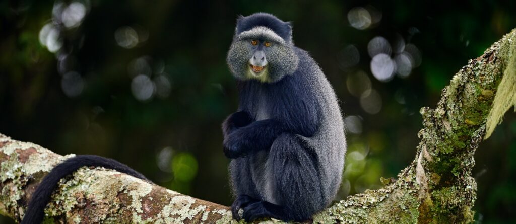 Tour Uganda, safari tra i primati