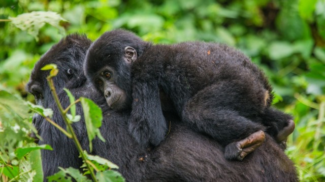 Trekking alla ricerca dei gorilla | Safari Uganda