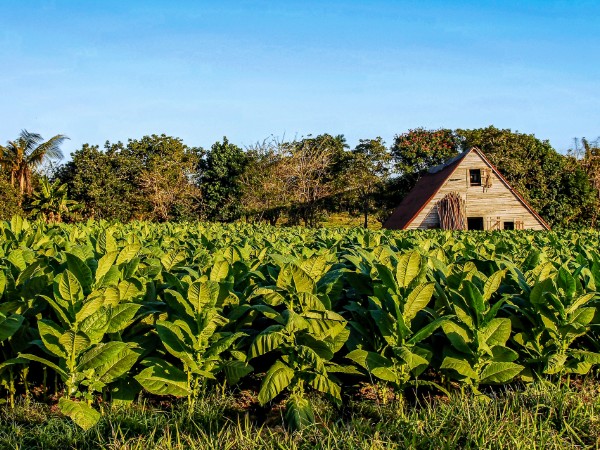 Immergersi nella natura incontaminata di Vinales