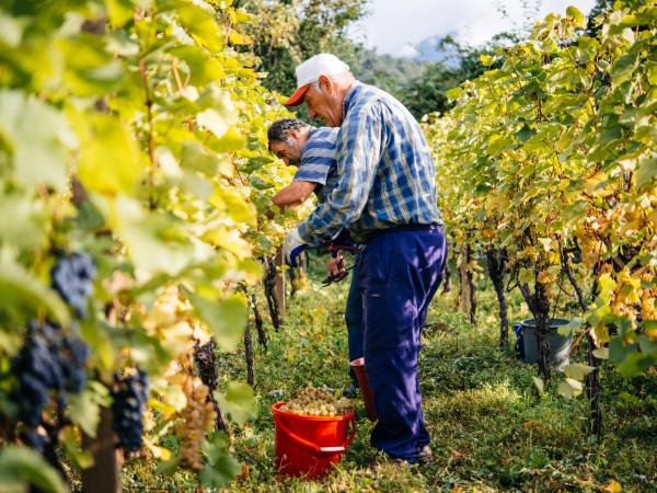 Scoprire la tradizione vitivinicola georgiana: un patrimonio UNESCO