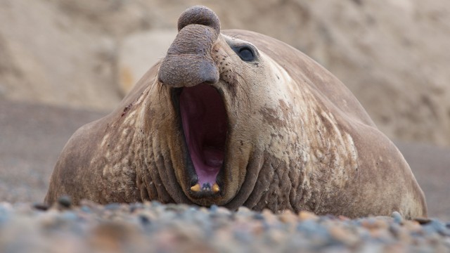 Peninsula Valdes | Viaggio in Argentina