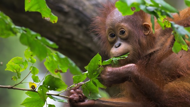 Orang Utan