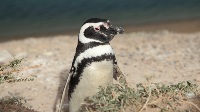 Pinguini Magellano | Viaggio in Argentina