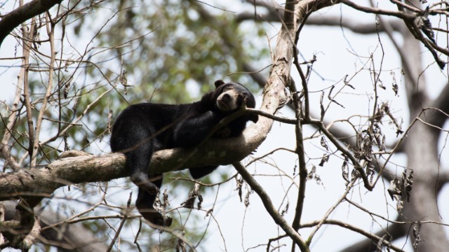Bornean sun bear Sepilok