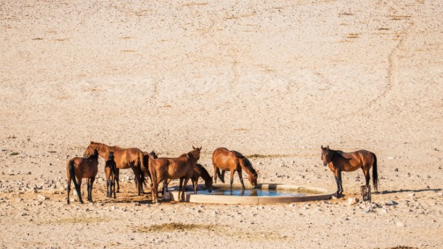 Aus cavalli selvaggi