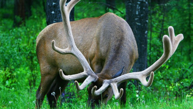 Jasper NP | Parchi Canada