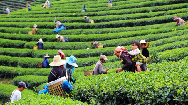 Piantagione di tè Chiang Rai | Tour in Thailandia