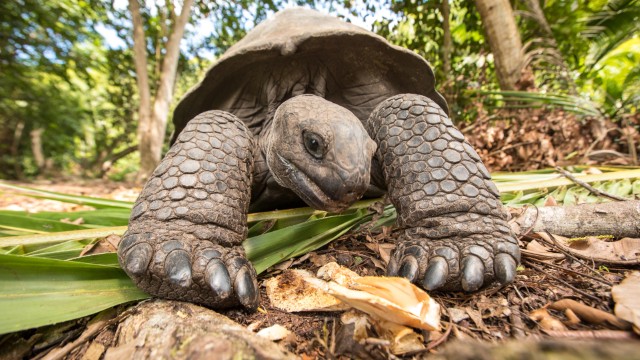 Isola di Curieuse | Viaggio Seychelles
