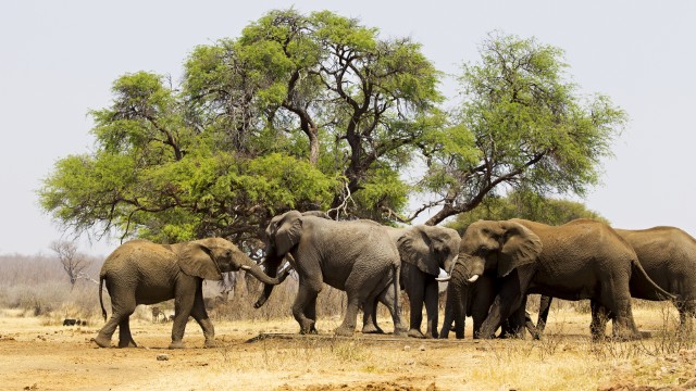 Elefanti nel Bwabwata National Park