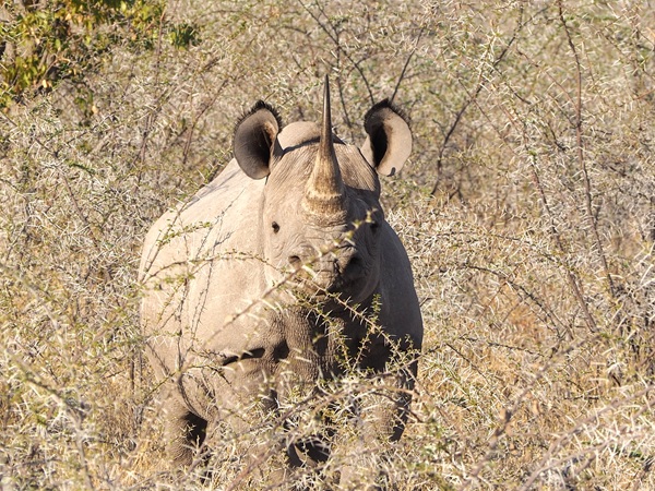 Sperare in un incontro ravvicinato nell’Etosha National Park