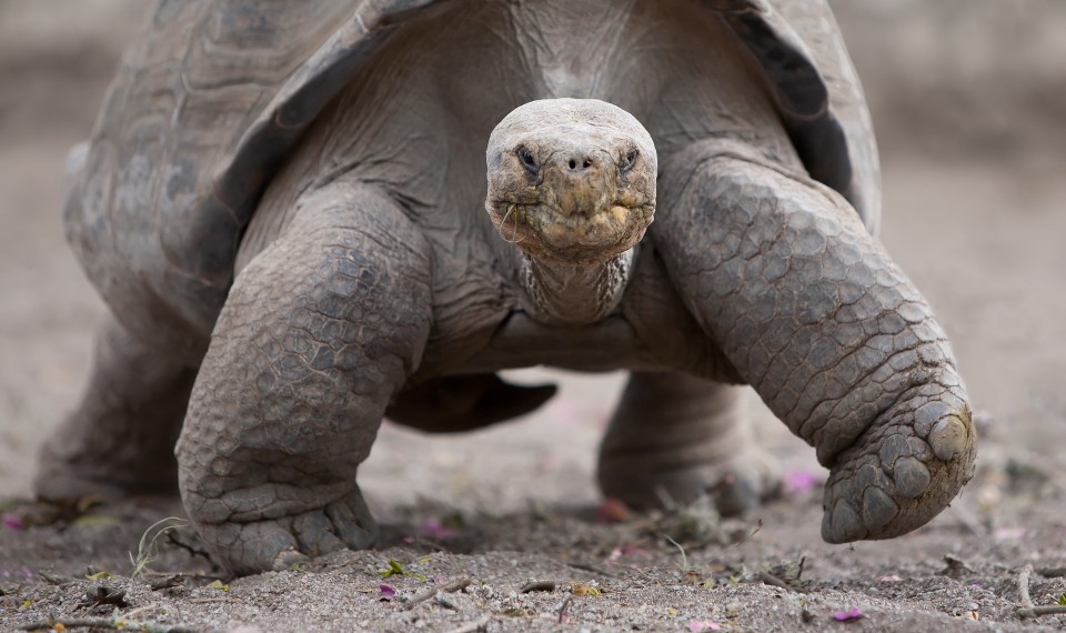 Galapagos, Tartaruga | Galapagos cosa fare