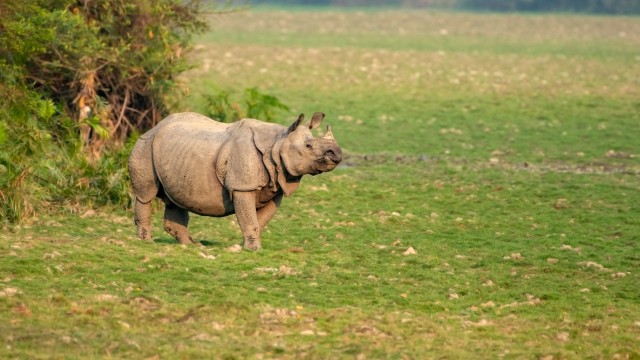 Rinoceronte, Kaziranga National Park | Tour India Hornbill Festival