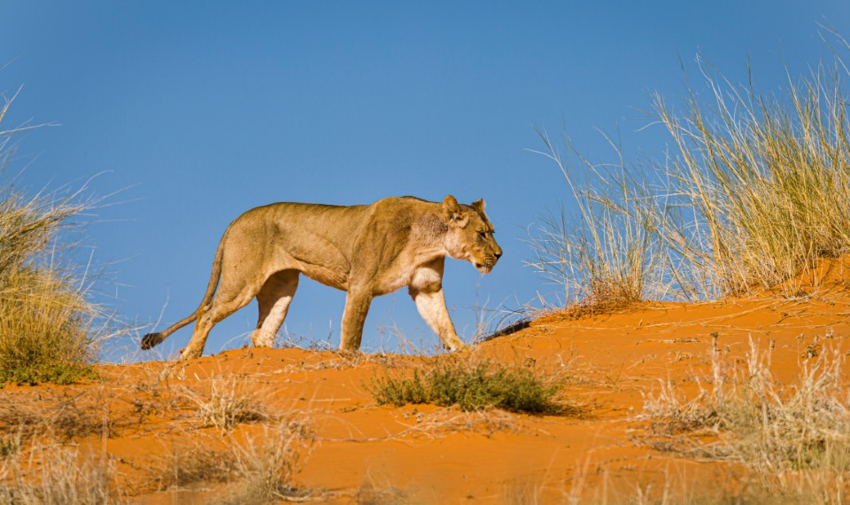 Una leonessa al Kgalagadi Transfrontier Park | Botswana, cosa vedere