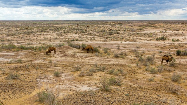 Kyzilkum deserto | Uzbekistan Tour