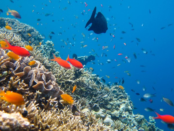 Snorkeling all’isola Menjangan