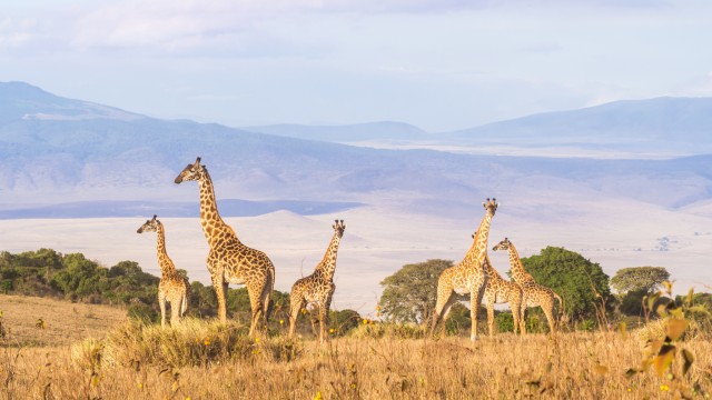 Ngorongoro Crater Giraffe