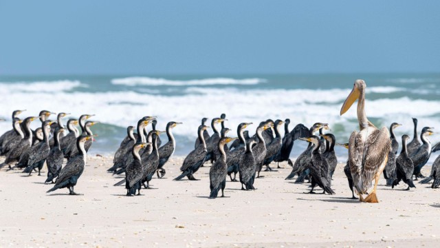 Riserva ornitologica di Djoudji | Tour Senegal