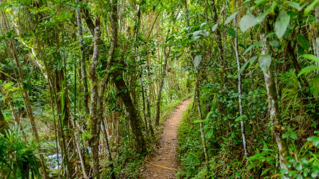 Sentiero Parque Guanayara | Tour in Cuba