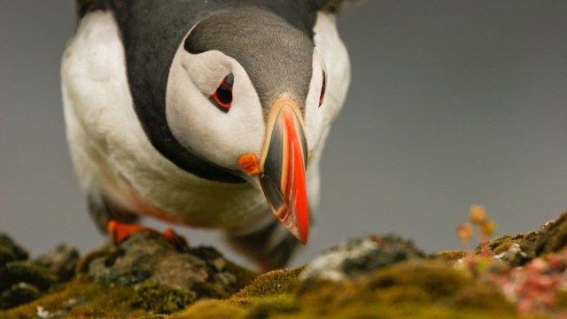 Breidafjordur | Self Drive Islanda